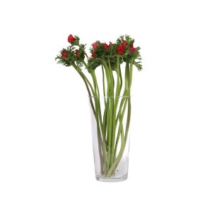 באנצ כלניות