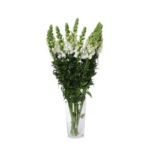 באנצ לוע הארי