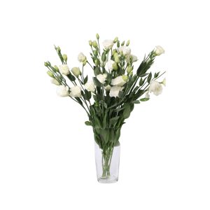 באנצ ליזיאנטוס