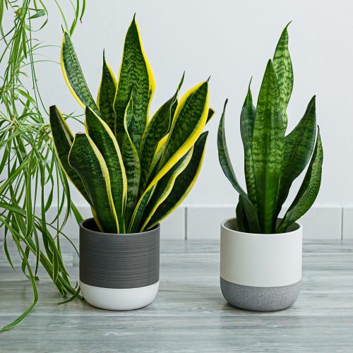 Indoor plants variete - sansevieria, chlorophytum in the room with light walls, indoor garden concept